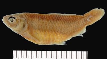 Media type: image; Ichthyology 1801